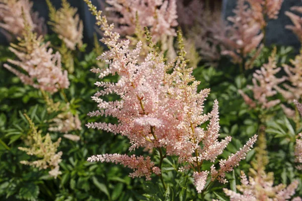 Closeup Pink Flowers — Stock Photo, Image