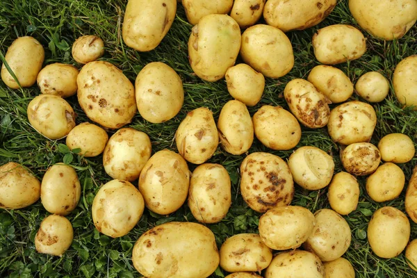 young early potatoes on the grass