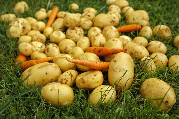 young early potatoes and carrots in the grass