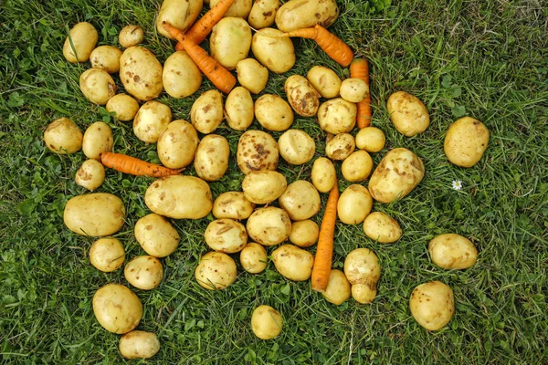 young early potatoes and carrots in the grass