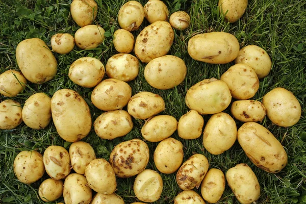 young early potatoes on the grass