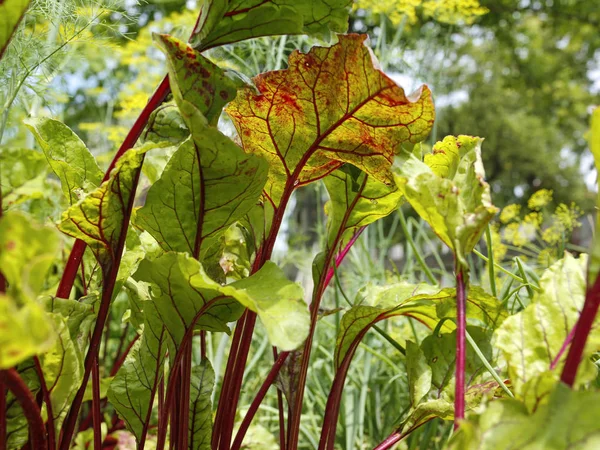 Green Beetroot Leaves Vegetable Garden — Stock Photo, Image