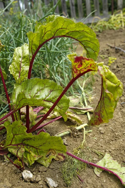 Groene Rode Biet Een Moestuin — Stockfoto