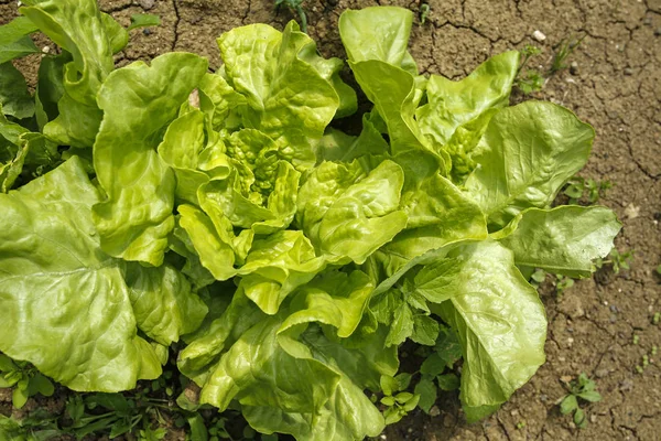 Green Lettuce Organic Garden — Stock Photo, Image