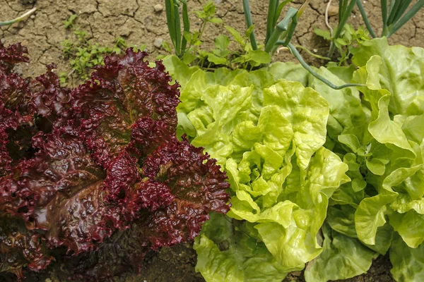 Green Red Lettuce Organic Garden — Stock Photo, Image