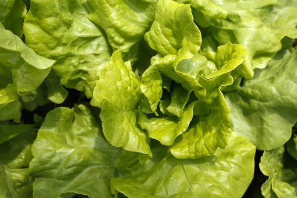 Nahaufnahme Von Grünem Salat Bio Garten — Stockfoto