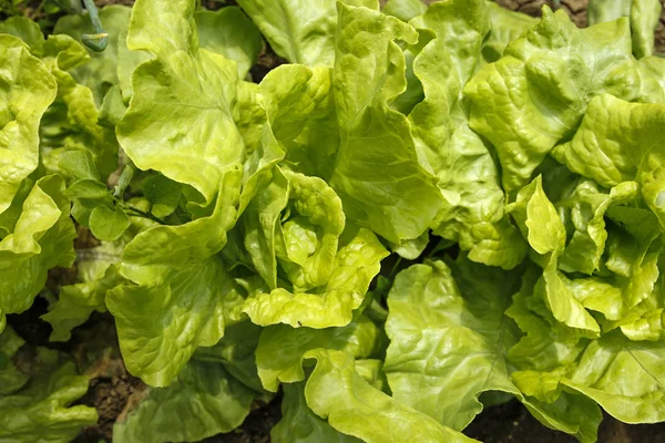 Closeup Green Lettuce Organic Garden — Stock Photo, Image