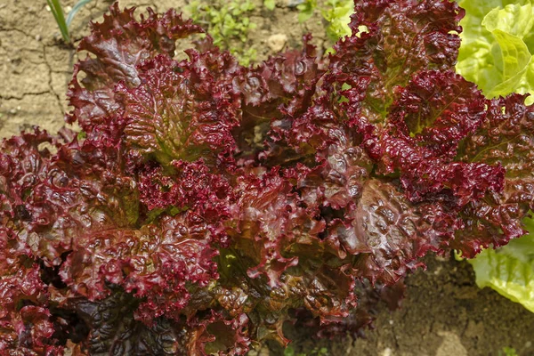 Red Lettuce Organic Garden — Stock Photo, Image
