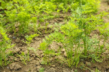 maydanoz yaprakları bir sebze Bahçe