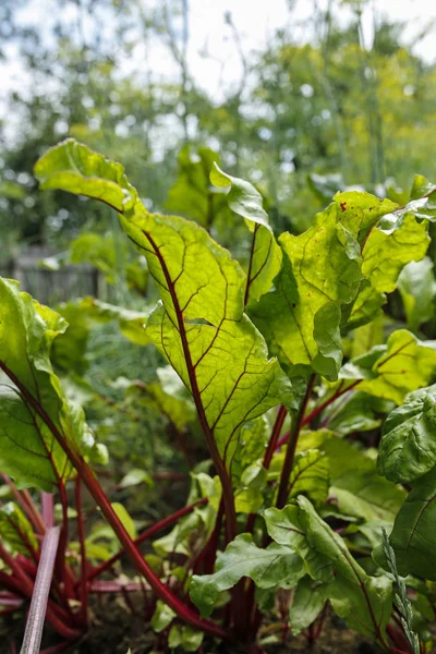 Green Beetroot Vegetable Garden — Stock Photo, Image