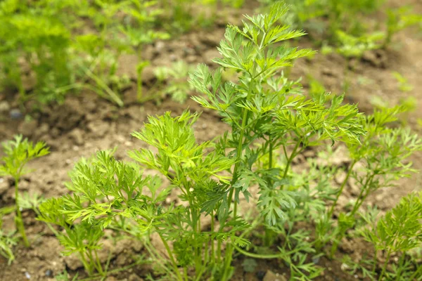 Parsley Leaves Vegetable Garden — Stock Photo, Image