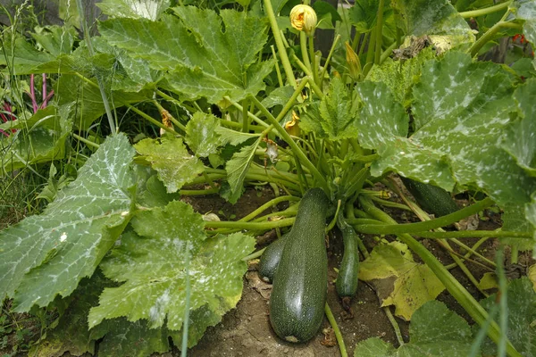 Organiska Zucchini Växt Med Blommor Och Mogna Veg — Stockfoto