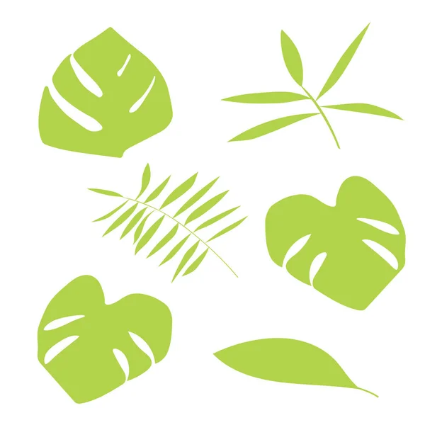 Hojas Palmera Monstera Planta Tropical Vector Ilustración — Vector de stock