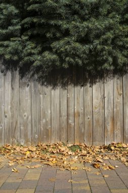 Yeşil çam dalları ve ahşap duvar arka plan