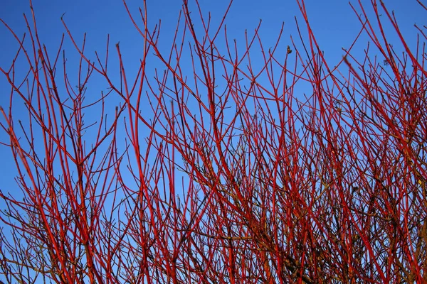 Red Decorative Branches Blue Sky — Stock Photo, Image
