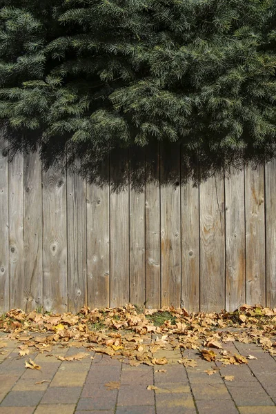 Groene Fir Takken Houten Muur Achtergrond — Stockfoto