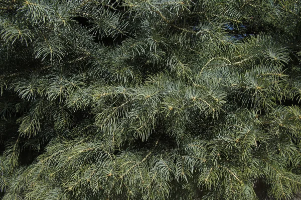 Green Fir Tree Background — Stock Photo, Image