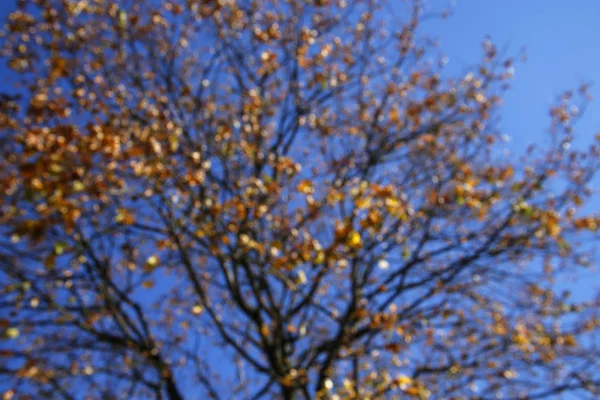 Defocused Autumn Tree Background — Stock Photo, Image