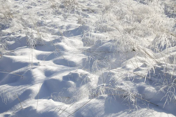 Winter Achtergrond Sneeuw Bevroren Decoratieve Gras — Stockfoto