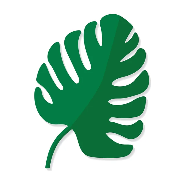 Folha Palmeira Monstera Planta Tropical Vetor Ilustração — Vetor de Stock