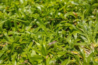 güneşli bir gün yemyeşil yeşil çim