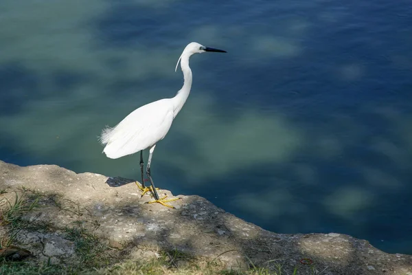 White heron on the shore of the lake — Stock Photo, Image
