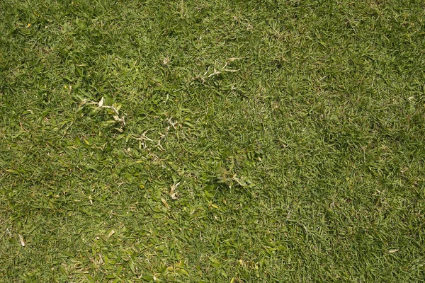 Green grass background — Stock Photo, Image