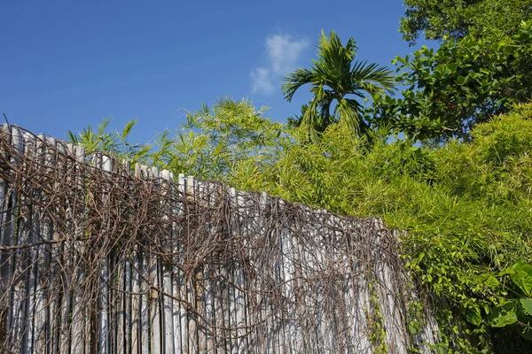 Бамбуковий паркан на тлі блакитного неба — стокове фото