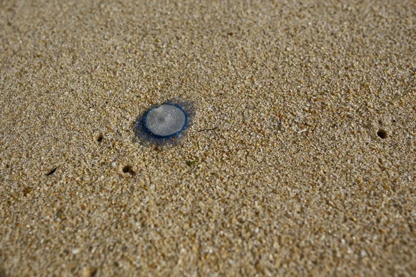 Blaue Knopfqualle (porpita porpita) am Strand — Stockfoto