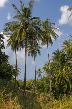 Hindistan cevizi hurma ağaçları ile mavi gökyüzü ve denizin içinde belgili tanımlık geçmiş