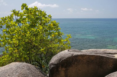 güzel kayalık sahil Koh Tao, Tayland