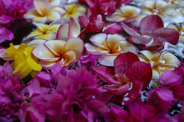 Farbenfrohe, schöne Blumen, die in einer Schüssel mit Wasser schwimmen — Stockfoto