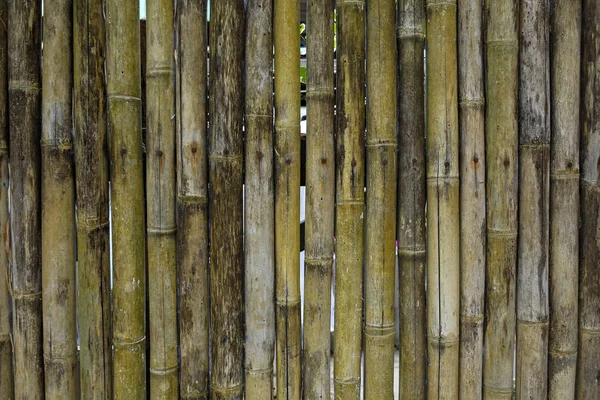 대나무 울타리 배경 — 스톡 사진