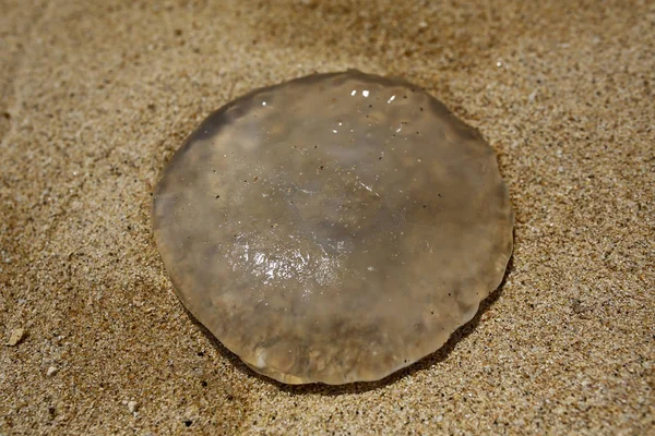 Closeup of jellyfish on the beach — Stock Photo, Image