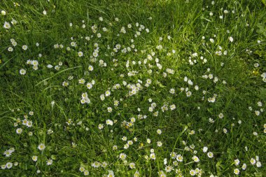 yemyeşil bir çim arka planda papatya çiçekleri