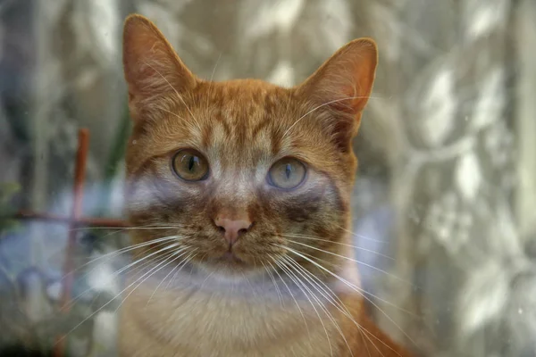 Pencere üzerinde cam arkasında zencefil kedi — Stok fotoğraf
