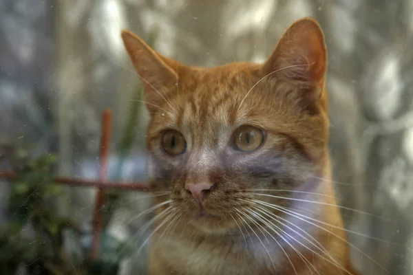 Gato jengibre detrás del vidrio en el alféizar de la ventana —  Fotos de Stock