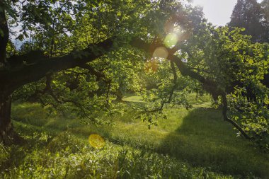 güneşli bir günde pastoral park, eski meşe ağacına karşı güneş Kirişler