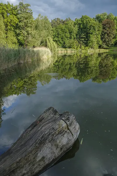 Спокійне літнє озеро в парку — стокове фото