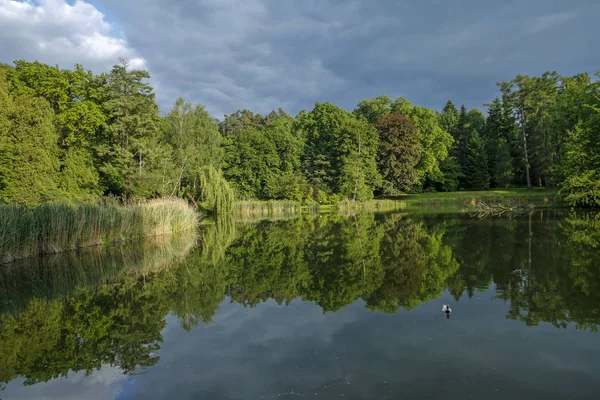 Lugn sommar sjö i parken — Stockfoto