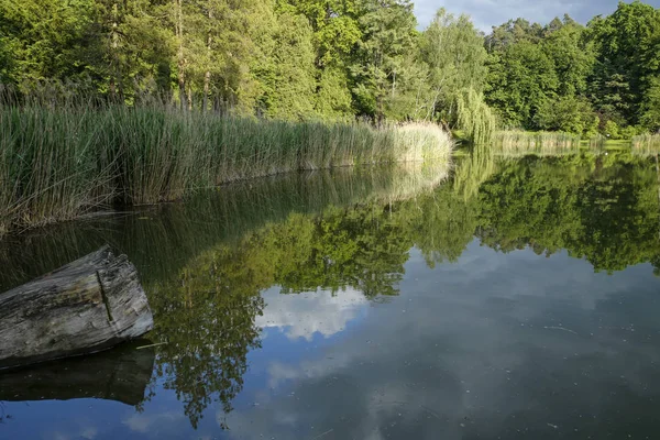 Nyugodt nyári tó a parkban — Stock Fotó