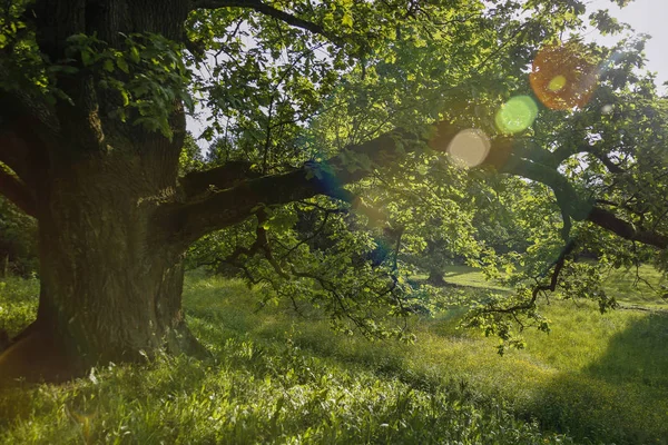 Idyllisch park op een zonnige dag, zonnestralen tegen oude eiken boom — Stockfoto