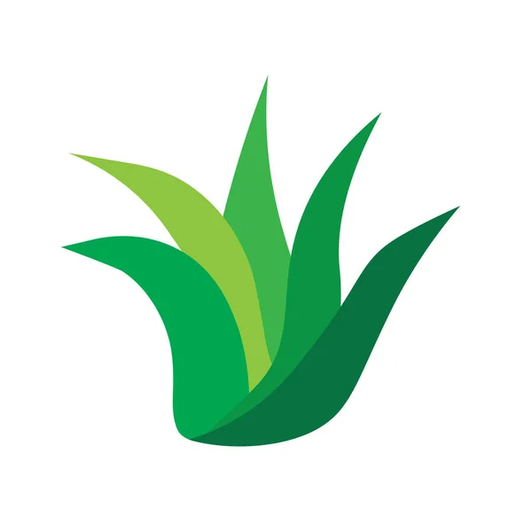 Aloe vera bitki simgesi- vektör illüstrasyon — Stok Vektör