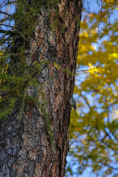 秋の風景の中の木の幹に青い鳥 — ストック写真