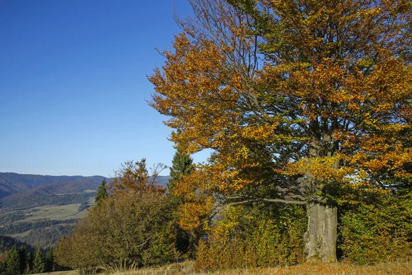 Красивое осеннее дерево на фоне голубого неба — стоковое фото