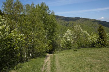 İlkbahar patikası dağların kırsalında