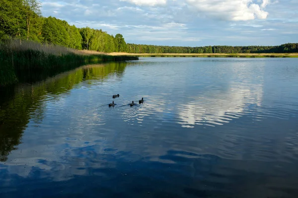 Ankor Vid Sjön Echo Zwierzyniec Roztocze Nationalpark Polen — Stockfoto