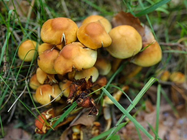 Funghi Non Commestibili Nella Lettiera Della Foresta — Foto Stock