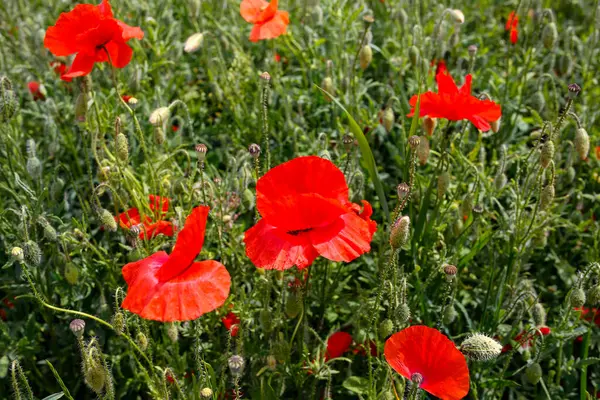 Champ Belles Fleurs Pavot — Photo