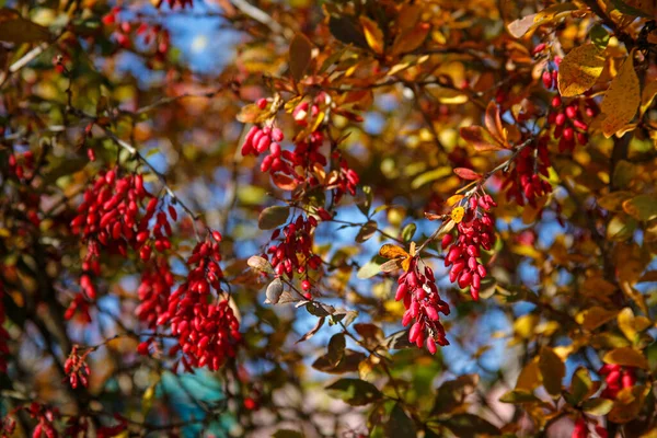 Güzel Sonbahar Doğa Arka Planı Dekoratif Berberis Dalları — Stok fotoğraf